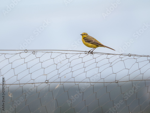 Cuadro en lienzo Yellow wagtail (Motacilla flava) on wire fence, Bower's Marsh, Essex, England
