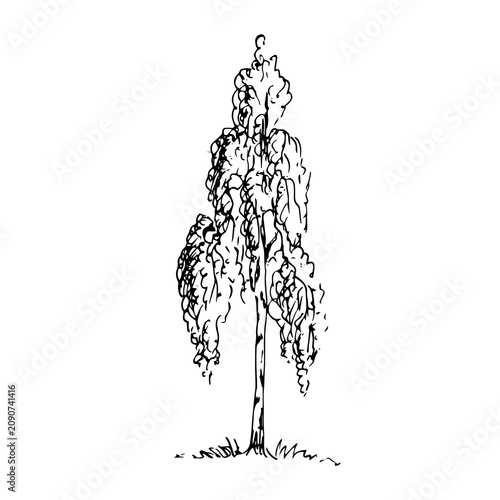 Birch tree, black pen vector illustration.