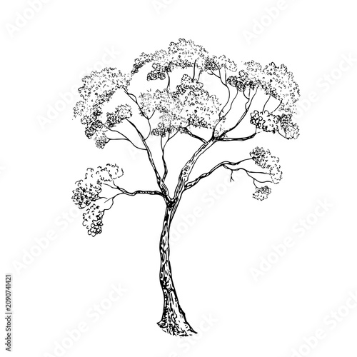 Linden tree, black pen vector illustration.
