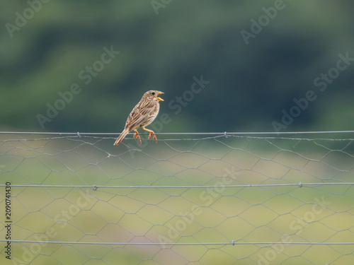 Canvas Print Corn bunting (Emberiza calandra) calling from wire fence, Bower's Marsh, Essex, England