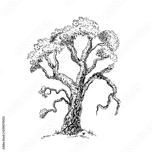 Oak tree, black pen vector illustration.