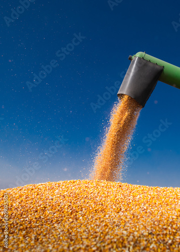 Combine transferring corn after harvest