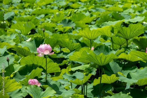 不忍池の蓮の花