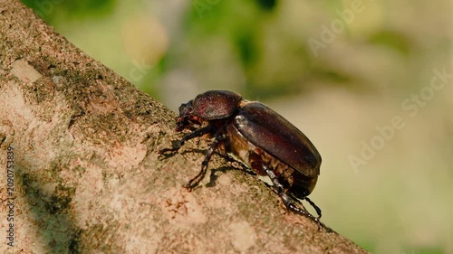 Female Japanese rhinoceros beetle crawling on a tree trunk searching for a sap feeding spot, close up profile view.