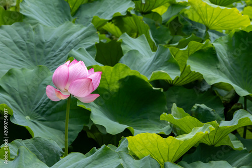 不忍池の蓮の花
