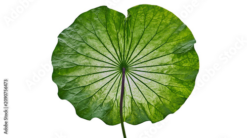 Large green lotus leaf with prominent veins, isolated on transparent background