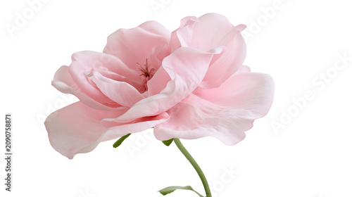 Delicate pale pink rose with soft petals, isolated on transparent background
