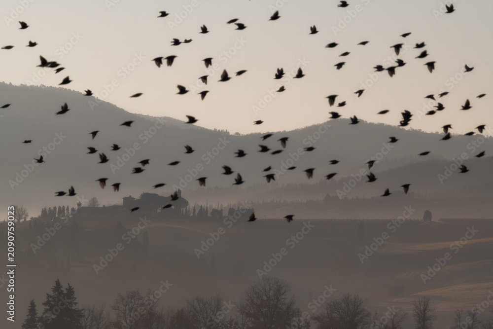 Naklejka premium A flock of birds flies over a misty rural landscape at dawn, featuring rolling hills and silhouetted trees. Ideal for travel and nature themes.