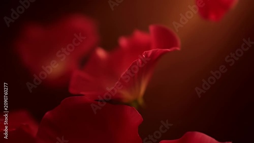 Slow Motion Falling Pink Petals of Red Rose Flowers on Dark Background