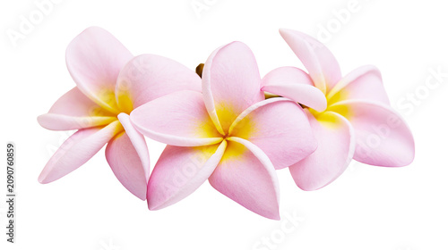 Delicate pink plumeria flowers with yellow centers, isolated on transparent background