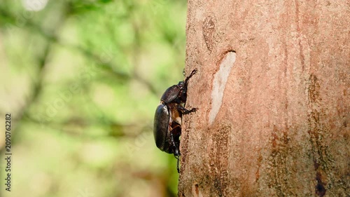 Female Japanese rhinoceros beetle feeding on sap alongside an Asian hornet on a tree trunk.