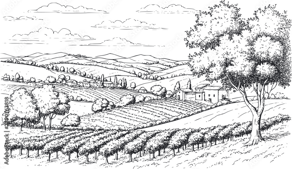 Obraz premium Brazilian coffee, panorama of a coffee plantation, hills, houses on the horizon. Digital illustration. Graphic pencil drawing, minimalism. Coffee trees, sunlight, isolated on a white background