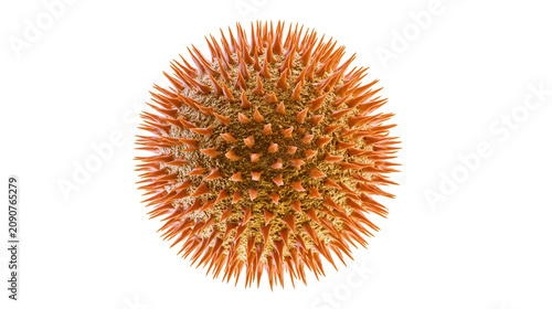 Fotografie Spiky orange pollen grain microscopic view, isolated on transparent background