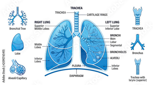 Bild auf Leinwand Human Lungs Anatomy Diagram with Labels: Trachea, Bronchi, Alveoli, Diaphragm