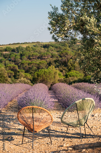 Deux chaises design colorées devant des rangs de lavande violette en Provence, France. Olivier en arrière-plan, lumière dorée estivale, atmosphère paisible et authentique.