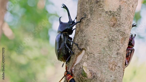 Male Japanese rhinoceros beetle climbing up a tree trunk, side profile view with another beetle visible