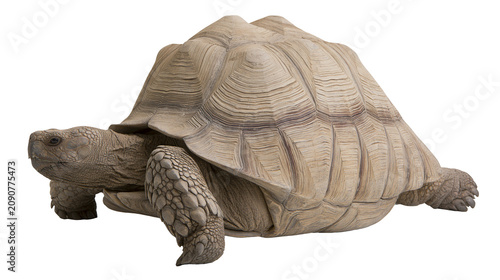 Foto Sulcata tortoise with textured shell and scaly legs