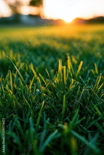 Beautiful green lawn close up at sunset, vibrant grass field banner, landscape.