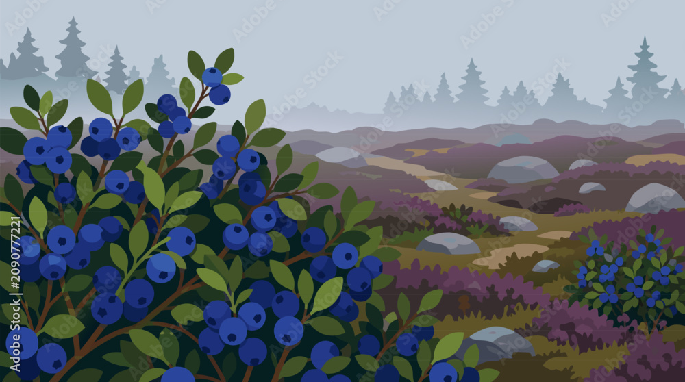 Obraz premium Wild blueberry bushes laden with deep blue fruit on a misty moorland, rolling heather hills, pine silhouettes and scattered stones in a serene botanical vector landscape for natural food packaging