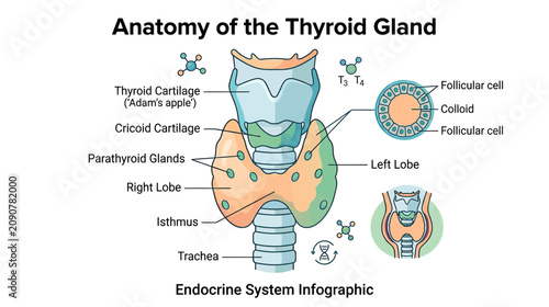 Photos Anatomy of the Thyroid Gland Infographic: Labeled Diagram of Endocrine System