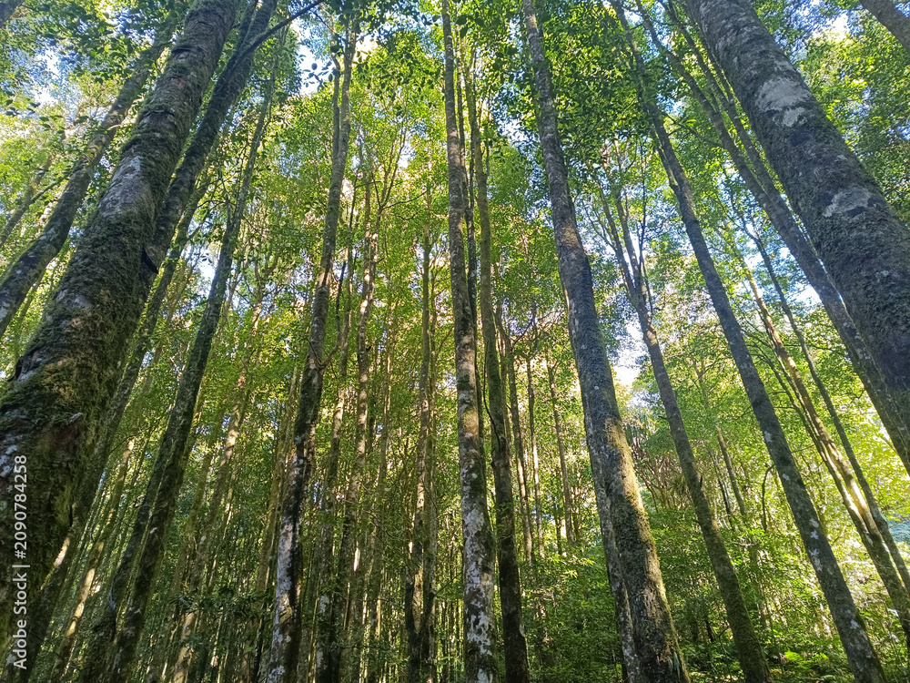 Fototapeta premium A view from a lower angle of a dense forest with tall trees towering above. Sunlight peeks through the gaps in the canopy. A concept of environment, natural background, and adventure.