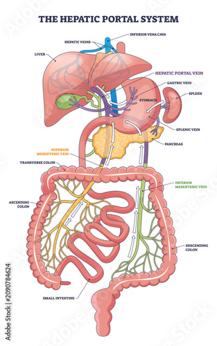 фотографія Hepatic portal system diagram shows venous flow from intestines to liver, key parts, hepatic portal vein, liver, small intestine