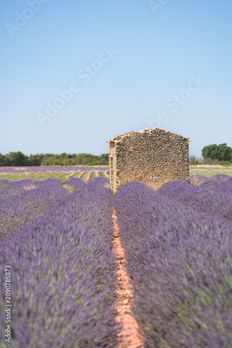 Rangs de lavande violette en perspective sur le plateau de Valensole, Provence, France, avec une ancienne borie en pierre au centre. Paysage rural estival typique.