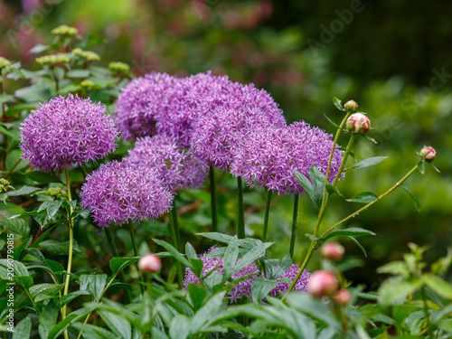 A beautiful picture featuring purple spherical inflorescences of ornamental allium (Allium aflatunense 'Purple Sensation') in the garden. Flowers in the garden with raindrops. Natural wallpaper.
