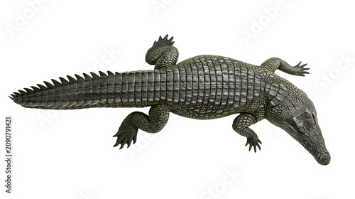 Foto Reptile crocodile with scaly skin and sharp teeth