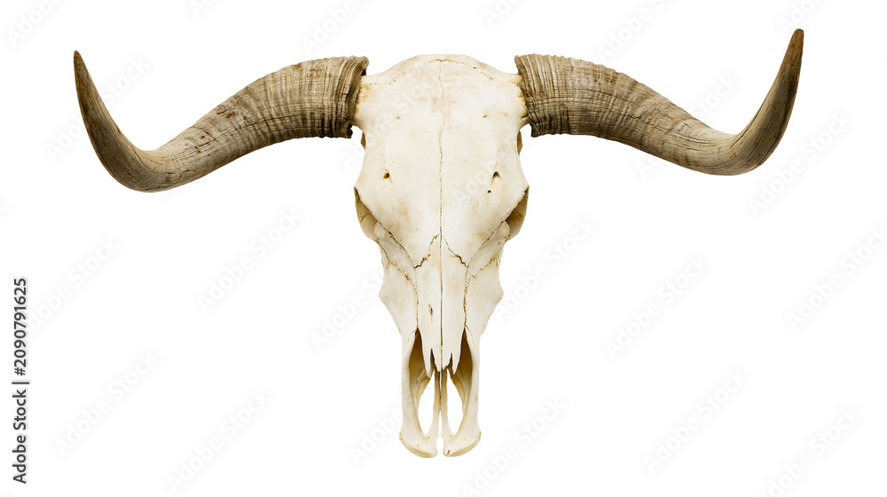 Fototapeta premium Longhorn cattle skull with large curved horns