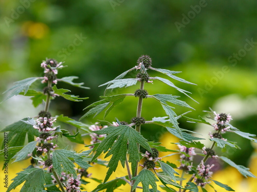 Obraz na płótnie Motherwort ( Latin: Leonurus ) is a genus of perennial or biennial herbaceous plants in the family Lamiaceae