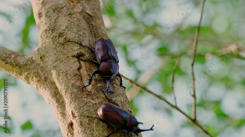 Two male Japanese rhinoceros beetles fighting over a sap feeding spot on a tree trunk