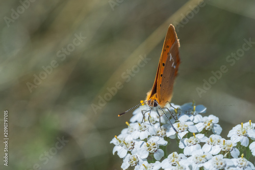 Foto Scarce copper butterfly resting on white yarrow flowers