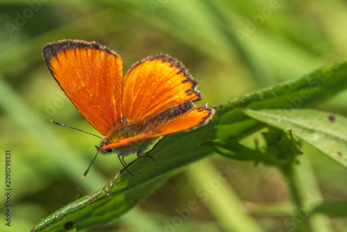 Foto Vibrant male scarce copper butterfly resting on a green leaf