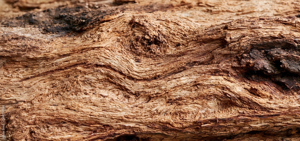 Obraz premium A detailed close-up highlighting the complex patterns and rich textures of natural tree bark.