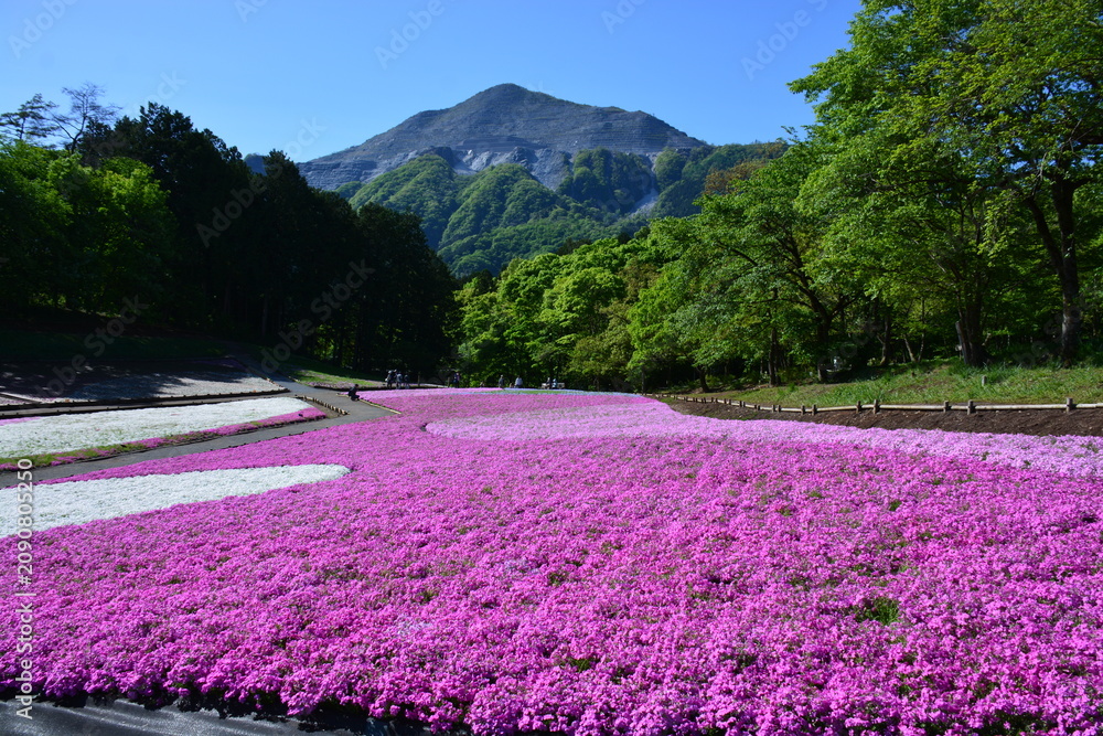 Fototapeta premium 埼玉県 秩父市の羊山公園~芝桜祭り
