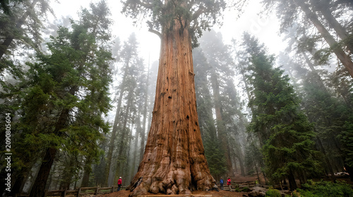Giant sequoia tree in a misty forest with tourists