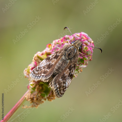 Photos A Dingy Skipper Butterfly on a Small Burnet Seed Head