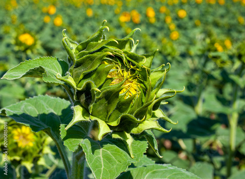 Fényképezés Close up of young green sunflower bud opening up in summer field, detailed stage