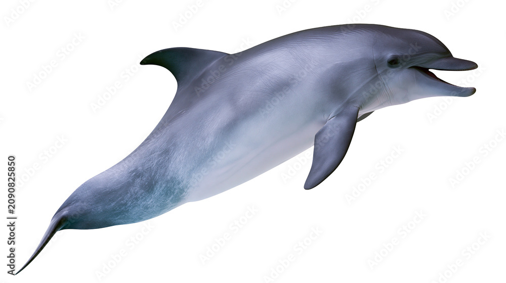 Fototapeta premium Graceful grey dolphin leaping, isolated on transparent background