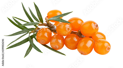 Bright orange sea buckthorn berries with green leaves, isolated on transparent background
