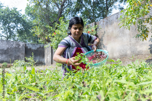 An Indian housewife gathering vegetables from own garden