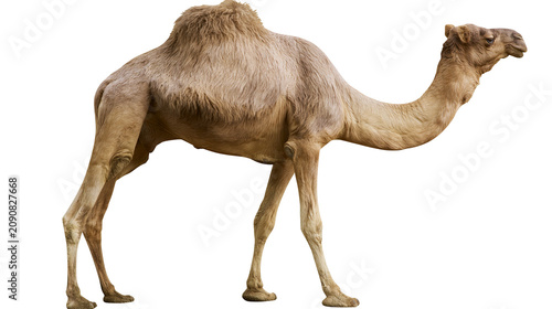 Tableau sur toile One-humped dromedary camel with tan fur, isolated on transparent background