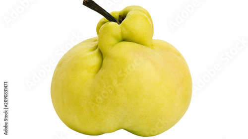 Obraz na plátne Unusual lumpy yellow quince fruit with dark stem, isolated on transparent backgr