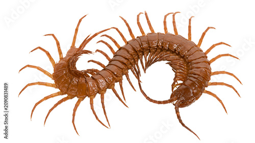 фотографія Brown centipede with many legs curled in a circle, isolated on transparent backg