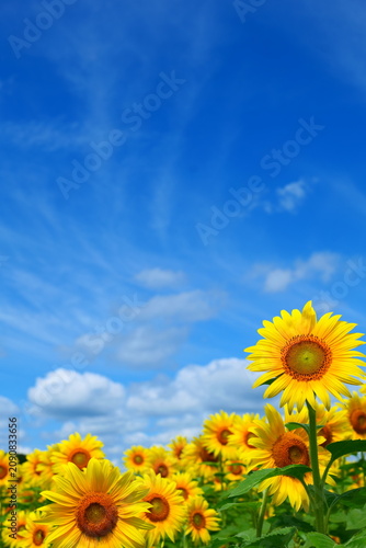 夏の空とひまわり畑。遠野、岩手、日本。8月中旬。