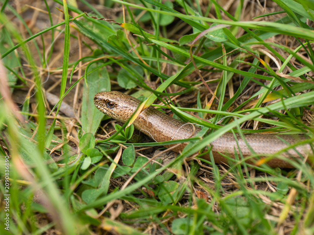 Fototapeta premium A Slow Worm in the Grass