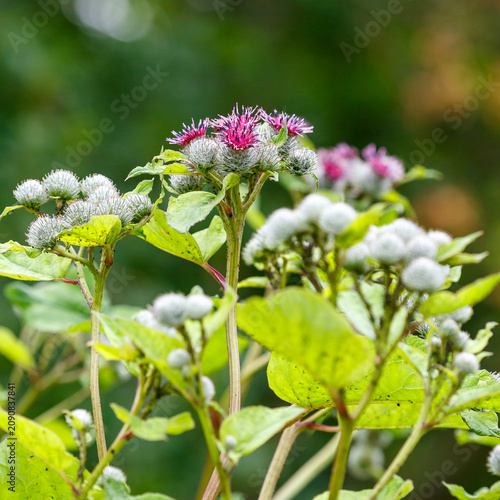 Web-footed burdock, or felt burdock , or woolly burdock , or web-footed agrimony ( Latin- Arctium tomentosum ), is a biennial herbaceous plant, a species of the genus Burdock ( Arctium ) of the Astera