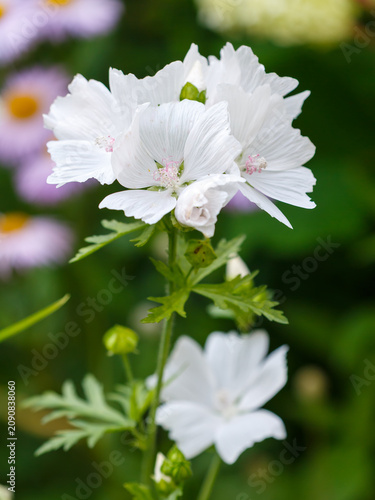Malva moschata Alba is blooming in the garden. Musk mallow (Malva moschata) is a perennial ornamental plant with white flowers.