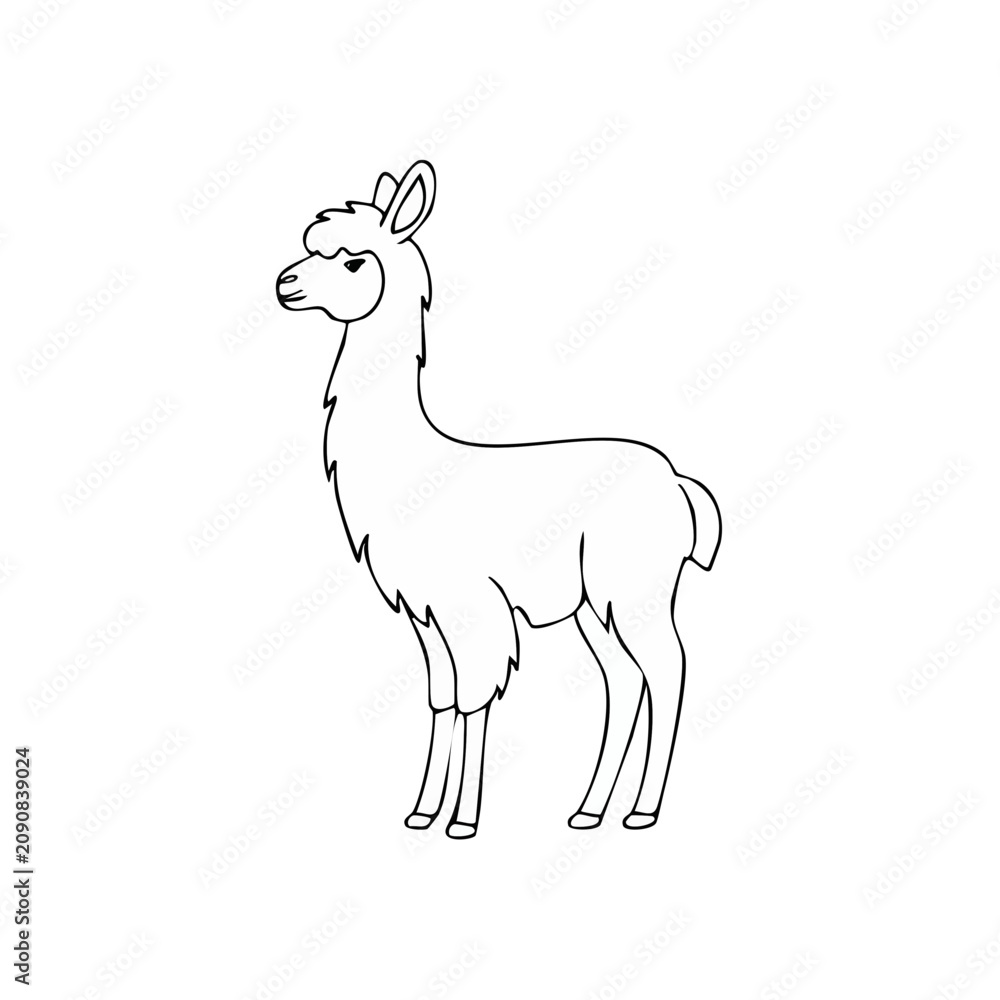 Fototapeta premium Simple line drawing of a llama standing and facing left with a white background